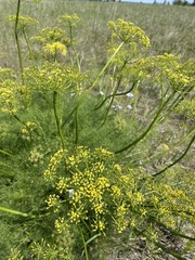 Lomatium klickitatense