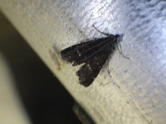 Nymphuliella daeckealis