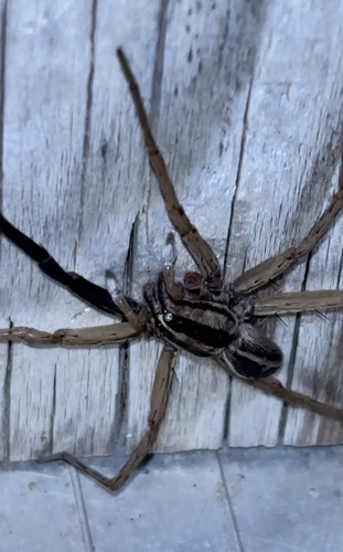 Rabid Wolf Spider