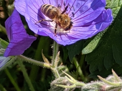 Apis mellifera