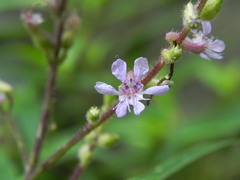 Cuphea epilobiifolia