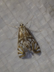 Neocataclysta magnificalis