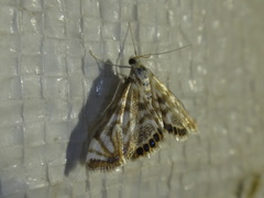 Neocataclysta magnificalis