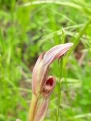 Serapias parviflora image