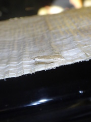 Raphiptera argillaceellus