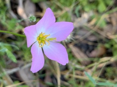 Sabatia stellaris
