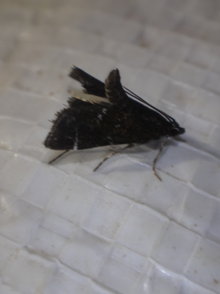 China Mark Moth