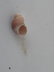 Tricolia pullus