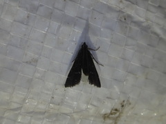 Nymphuliella daeckealis