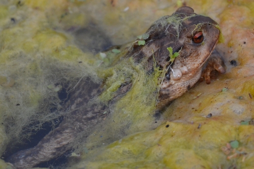 Spiny Toad