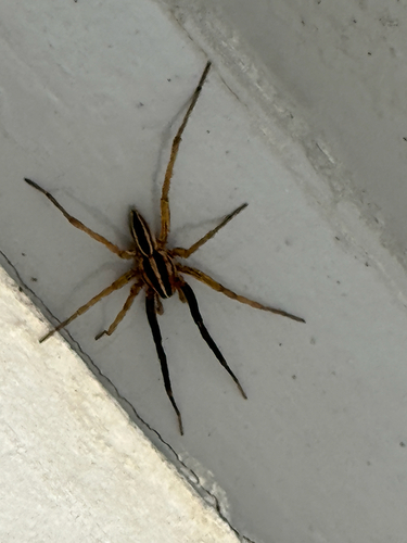 Rabid Wolf Spider