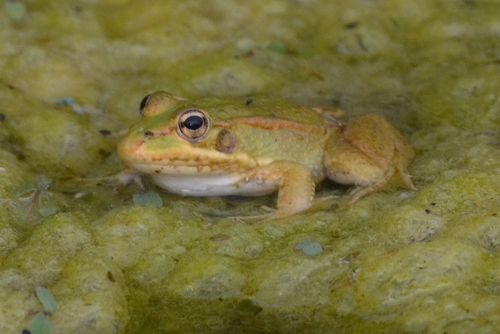 Iberian Green Frog