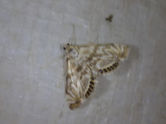Neocataclysta magnificalis