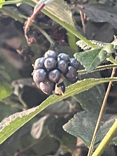 common lantana