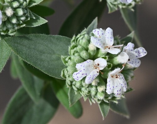 Pycnanthemum verticillatum, photograph 3
