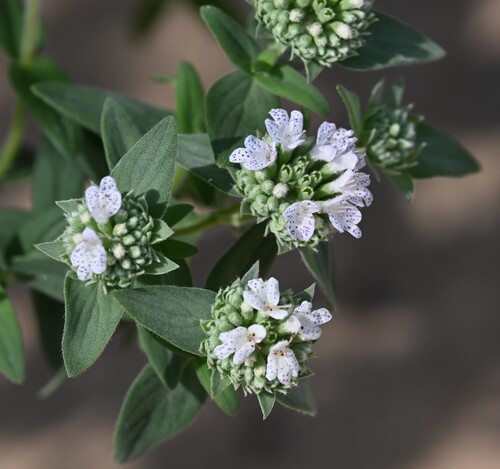 Pycnanthemum verticillatum, photograph 2