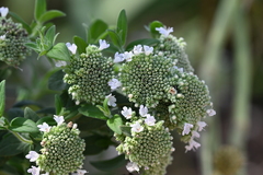 Pycnanthemum verticillatum, photograph author not stated, no rights reserved