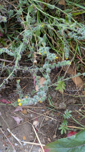 Amsinckia menziesii, photograph 6