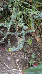 Amsinckia menziesii, photograph (c) guywallbanks, some rights reserved (CC BY)
