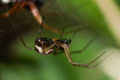 Linyphia hortensis