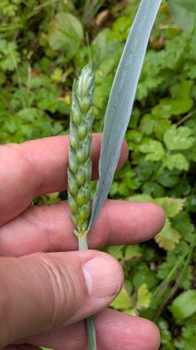 Triticum aestivum, photograph 5