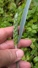 (c) guywallbanks, some rights reserved (CC BY) Triticum aestivum, photograph (c) guywallbanks, some rights reserved (CC BY)