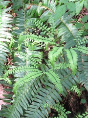 Adiantum aleuticum aleuticum