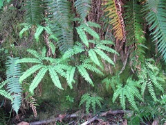 Adiantum aleuticum aleuticum