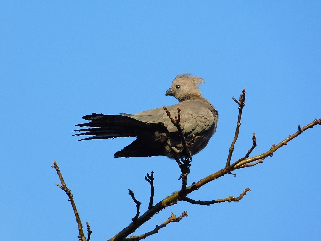 Grey Go-away-bird (Zambia birds) · iNaturalist