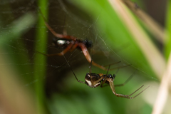 Linyphia hortensis