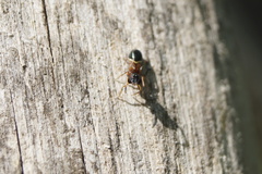 Leptorchestes berolinensis