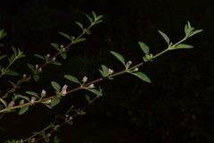 Lantana fucata