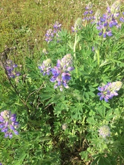 Lupinus nootkatensis