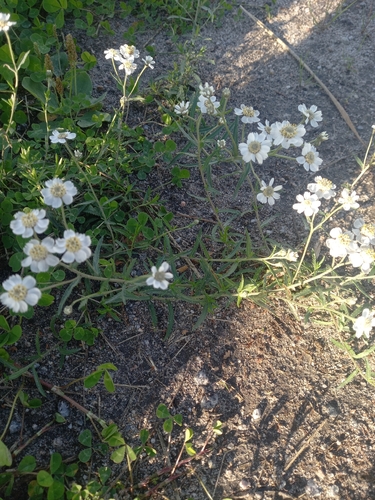 Sneezewort