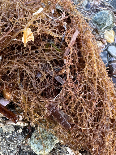 Chondria dasyphylla observed 2026-08-19