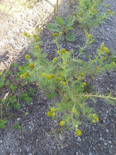 pineapple-weed