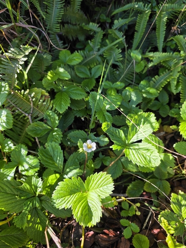Fragaria, 2026-08-07