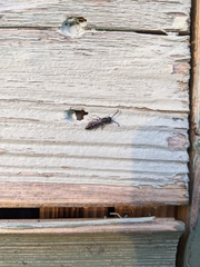 Sapyga quinquepunctata