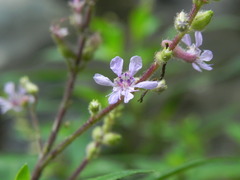 Cuphea epilobiifolia