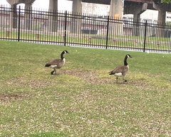 Branta canadensis