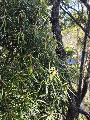 Myrsine linearifolia observed 2026-08-07