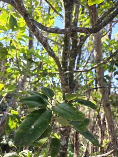Cheirodendron trigynum observed 2026-08-07