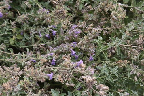Raceme catnip (Nepeta racemosa)