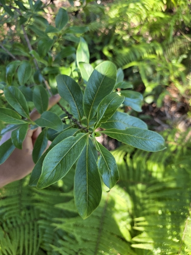 Coprosma waimeae observed 2026-08-07
