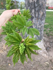 Acer pseudoplatanus