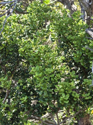 Myrsine alyxifolia observed 2026-08-07