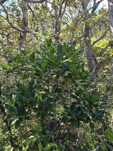 Corynocarpus laevigatus observed 2026-08-07