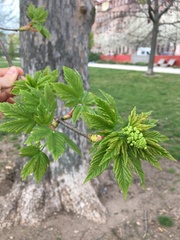 Acer pseudoplatanus