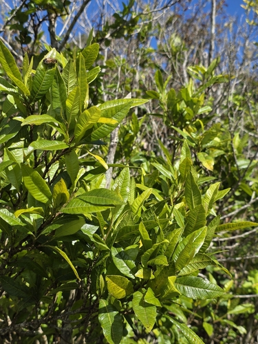 Dodonaea viscosa observed 2026-08-07