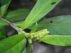 Cuphea epilobiifolia